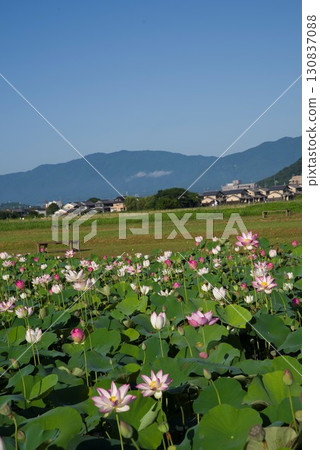 奈良縣京原藤原的荷花池裡盛開著蓮花。學名是Nelumbo nucifera。 奈良縣京原藤原的荷花池裡盛開著蓮花。學名是Nelumbo nucifera。 130837088