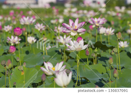 奈良縣京原藤原的荷花池裡盛開著蓮花。學名是Nelumbo nucifera。 130837091