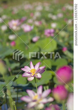 奈良縣京原藤原的荷花池裡盛開著蓮花。學名是Nelumbo nucifera。 奈良縣京原藤原的荷花池裡盛開著蓮花。學名是Nelumbo nucifera。 130837092