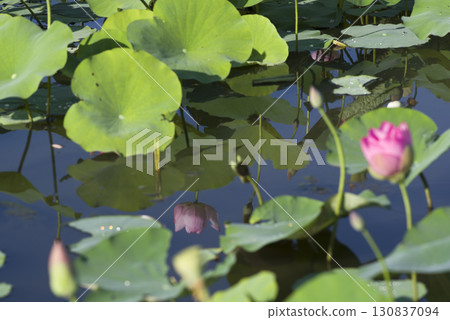 奈良縣京原藤原的荷花池裡盛開著蓮花。學名是Nelumbo nucifera。 130837094