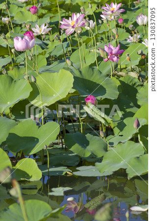 奈良縣京原藤原的荷花池裡盛開著蓮花。學名是Nelumbo nucifera。 奈良縣京原藤原的荷花池裡盛開著蓮花。學名是Nelumbo nucifera。 130837095