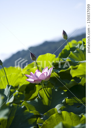 Lotus flowers are in bloom in the lotus pond at the site of Fujiwarakyo in Nara Prefecture. The scientific name is Nelumbo nucifera. 130837099