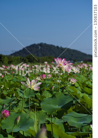 奈良縣京原藤原的荷花池裡盛開著蓮花。學名是Nelumbo nucifera。 奈良縣京原藤原的荷花池裡盛開著蓮花。學名是Nelumbo nucifera。 130837103