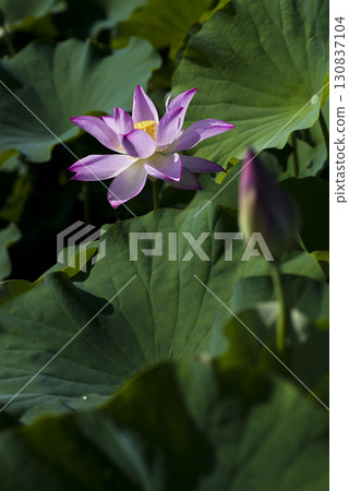 Lotus flowers are in bloom in the lotus pond at the site of Fujiwarakyo in Nara Prefecture. The scientific name is Nelumbo nucifera. Lotus flowers are in bloom in the lotus pond at the site of Fujiwarakyo in Nara Prefecture. The scientific name is Nelumbo nucifera. 130837104