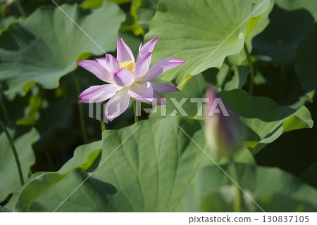 Lotus flowers are in bloom in the lotus pond at the site of Fujiwarakyo in Nara Prefecture. The scientific name is Nelumbo nucifera. Lotus flowers are in bloom in the lotus pond at the site of Fujiwarakyo in Nara Prefecture. The scientific name is Nelumbo nucifera. 130837105