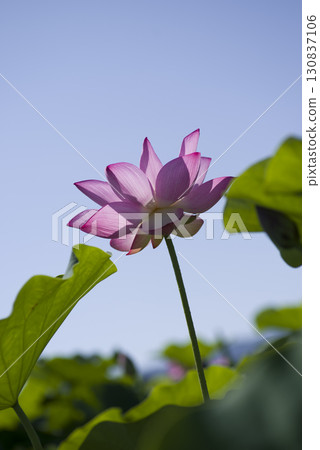 Lotus flowers are in bloom in the lotus pond at the site of Fujiwarakyo in Nara Prefecture. The scientific name is Nelumbo nucifera. 130837106