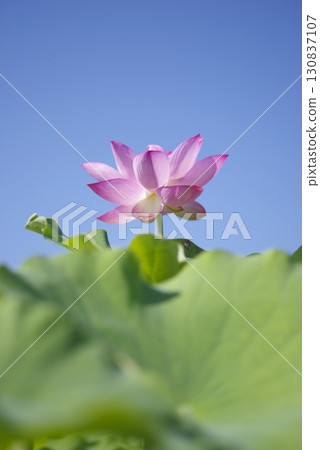 Lotus flowers are in bloom in the lotus pond at the site of Fujiwarakyo in Nara Prefecture. The scientific name is Nelumbo nucifera. 130837107