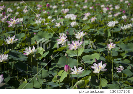 奈良縣京原藤原的荷花池裡盛開著蓮花。學名是Nelumbo nucifera。 奈良縣京原藤原的荷花池裡盛開著蓮花。學名是Nelumbo nucifera。 130837108