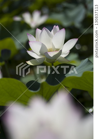 奈良縣京原藤原的荷花池裡盛開著蓮花。學名是Nelumbo nucifera。 130837113