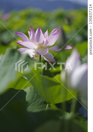 Lotus flowers are in bloom in the lotus pond at the site of Fujiwarakyo in Nara Prefecture. The scientific name is Nelumbo nucifera. Lotus flowers are in bloom in the lotus pond at the site of Fujiwarakyo in Nara Prefecture. The scientific name is Nelumbo nucifera. 130837114