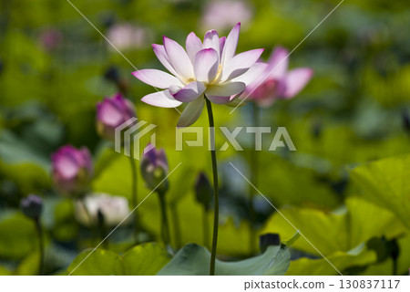 奈良縣京原藤原的荷花池裡盛開著蓮花。學名是Nelumbo nucifera。 奈良縣京原藤原的荷花池裡盛開著蓮花。學名是Nelumbo nucifera。 130837117