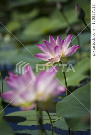 Lotus flowers are in bloom in the lotus pond at the site of Fujiwarakyo in Nara Prefecture. The scientific name is Nelumbo nucifera. Lotus flowers are in bloom in the lotus pond at the site of Fujiwarakyo in Nara Prefecture. The scientific name is Nelumbo nucifera. 130837118