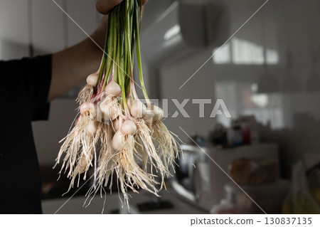 Holding Freshly Harvested Garlic Bulbs With Long Stems Indoors 130837135
