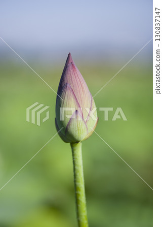 奈良縣藤原京遺址的蓮花池中盛開著含苞待放的蓮花。學名是Nelumbo nucifera。 奈良縣藤原京遺址的蓮花池中盛開著含苞待放的蓮花。學名是Nelumbo nucifera。 130837147