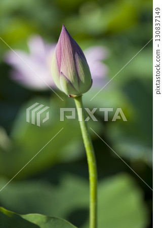 Lotus flowers are in bud in a lotus pond at the site of Fujiwara-kyo in Nara Prefecture. The scientific name is Nelumbo nucifera. 130837149