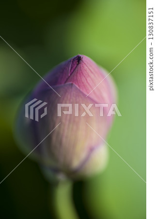 Lotus flowers are in bud in a lotus pond at the site of Fujiwara-kyo in Nara Prefecture. The scientific name is Nelumbo nucifera. 130837151