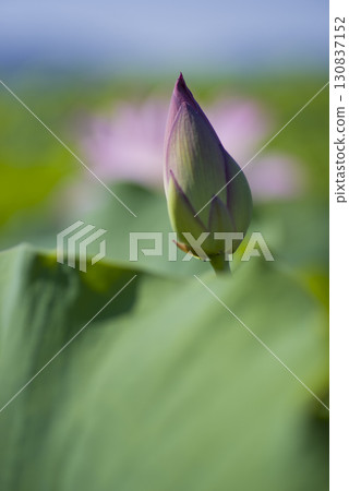 Lotus flowers are in bud in a lotus pond at the site of Fujiwara-kyo in Nara Prefecture. The scientific name is Nelumbo nucifera. 130837152