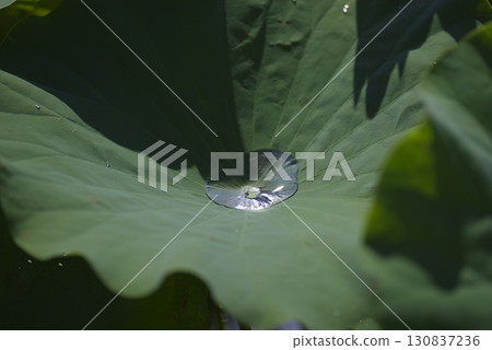 奈良縣藤原京遺址荷塘荷葉上的圓點。 奈良縣藤原京遺址荷塘荷葉上的圓點。 130837236