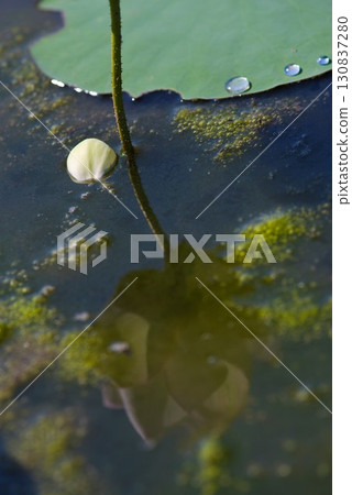 奈良縣藤原峽的荷花池中的蓮花散落。 奈良縣藤原峽的荷花池中的蓮花散落。 130837280