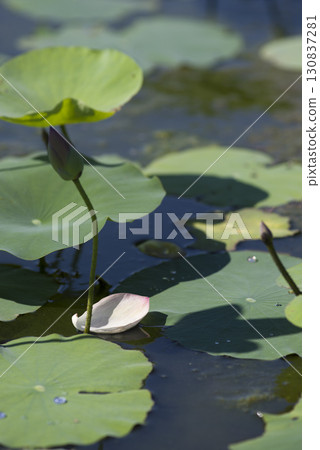 奈良縣藤原峽的荷花池中的蓮花散落。 130837281
