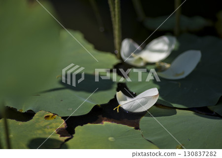 Lotus flowers in the lotus pond in Fujiwarakyo, Nara Prefecture are scattered. Lotus flowers in the lotus pond in Fujiwarakyo, Nara Prefecture are scattered. 130837282