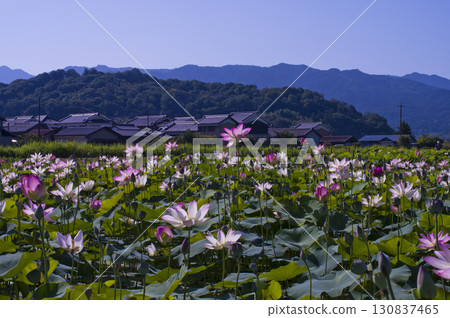 奈良縣京原藤原的荷花池裡盛開著蓮花。學名是Nelumbo nucifera。 130837465