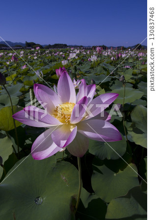 Lotus flowers are in bloom in the lotus pond at the site of Fujiwarakyo in Nara Prefecture. The scientific name is Nelumbo nucifera. 130837468