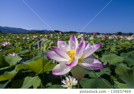 奈良縣京原藤原的荷花池裡盛開著蓮花。學名是Nelumbo nucifera。 奈良縣京原藤原的荷花池裡盛開著蓮花。學名是Nelumbo nucifera。 130837469