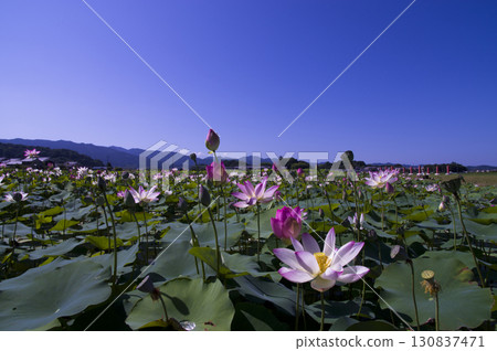 奈良縣京原藤原的荷花池裡盛開著蓮花。學名是Nelumbo nucifera。 130837471