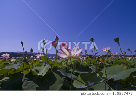 Lotus flowers are in bloom in the lotus pond at the site of Fujiwarakyo in Nara Prefecture. The scientific name is Nelumbo nucifera. 130837472