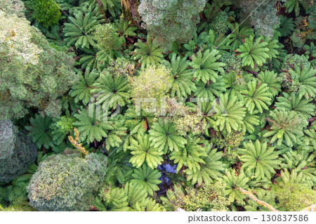 Lush green ferns in Great Otway National Park, Victoria, Australia 130837586