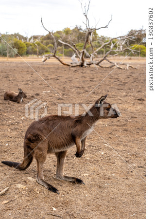 Kangaroos standing on dry ground on Kangaroo Island, Australia 130837602