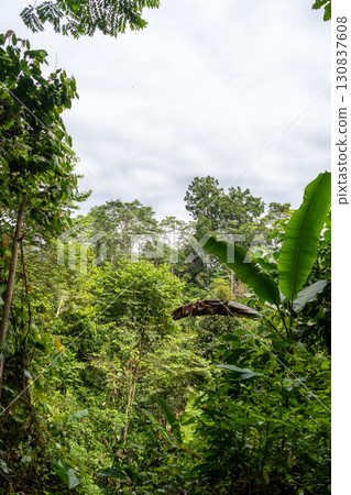Lush tropical rainforest canopy in Tentena, Sulawesi, Indonesia 130837608