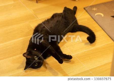 Black cat  130837675