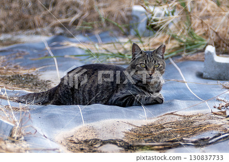 Stray cat Stray cat 130837733