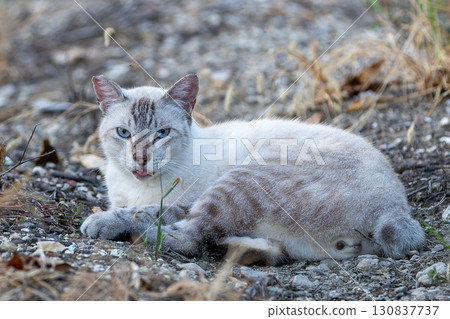 Stray cat Stray cat 130837737