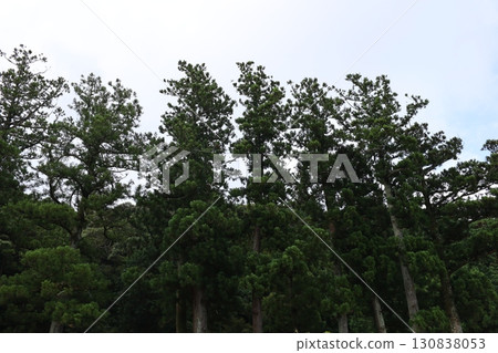 八多山尊永寺的巨樹 130838053