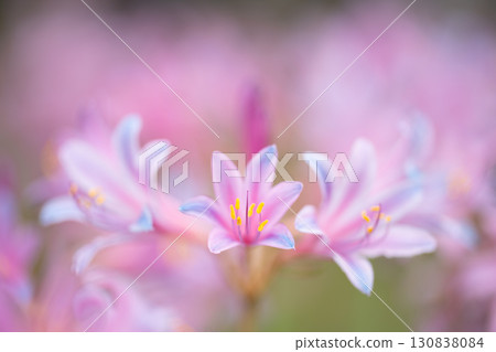 一朵奇妙的粉紅色甘草花 130838084