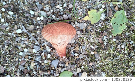 Calvatia craniiformis 130838129