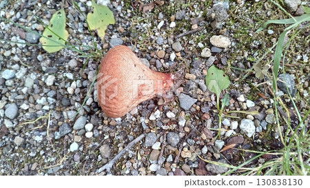 Calvatia craniiformis 130838130