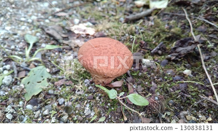 Calvatia craniiformis 130838131