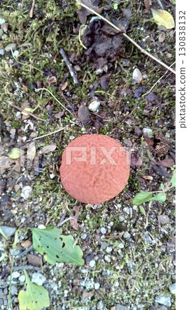 Calvatia craniiformis 130838132