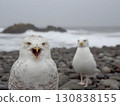 Dominant snowy owl vocalizing on rocky shoreline, piercing cry echoing with predatory intensity while blurred seabird drifts near crashing waves 130838155