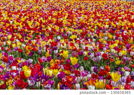 Colorful tulips blooming in a field in Hillegom, Netherlands 130838365