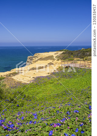 Purple flowers blooming on the cliffs of Avenida da Praia in Odemira, Portugal Purple flowers blooming on the cliffs of Avenida da Praia in Odemira, Portugal 130838457
