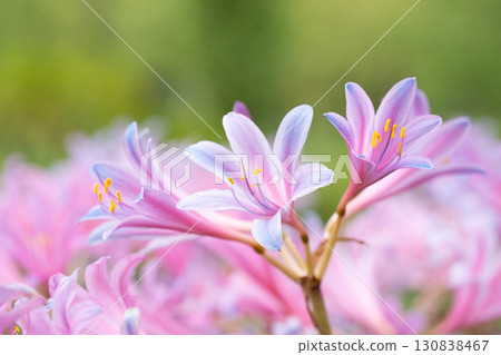 Pink licorice wrapped in soft light Pink licorice wrapped in soft light 130838467