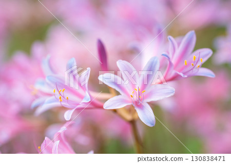 The gentle color of the pink licorice growing in clusters 130838471