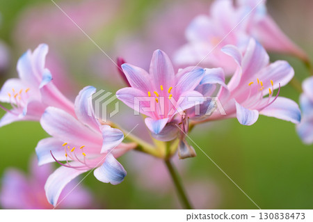 甘草花在充滿活力的綠色背景下綻放 130838473