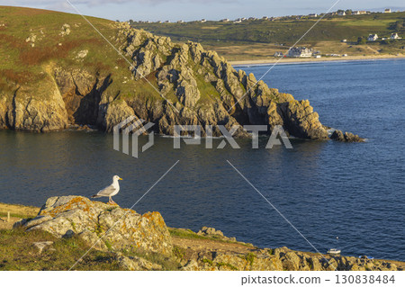 Seagull perched on rock overlooking ocean and rocky coastline in Brittany, France Seagull perched on rock overlooking ocean and rocky coastline in Brittany, France 130838484