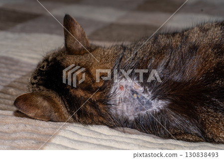 Ringworm on cat skin. The hair on withers has fallen out. Feline dermatitis. Ringworm on cat skin. The hair on withers has fallen out. Feline dermatitis. 130838493